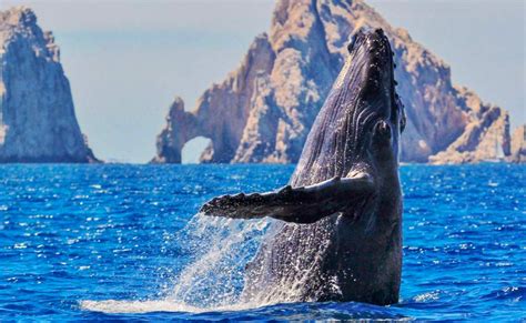 los cabos whale watching tours+ideas