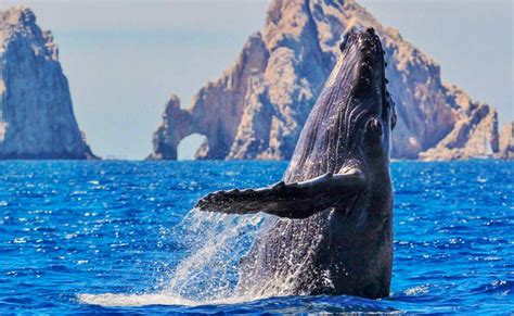 los cabos whale watching tours+strategies