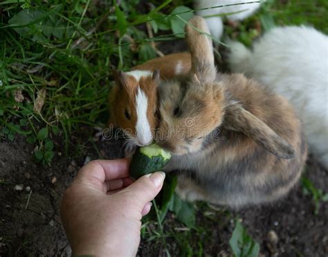 los conejos comen pepino