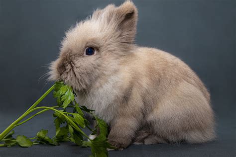 los conejos pueden comer