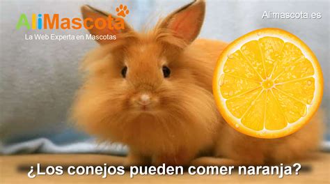 los conejos pueden comer naranja