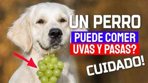 los perros pueden comer pasas de uva