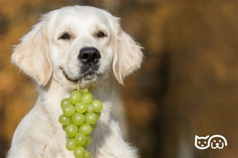 los perros pueden comer uvas verdes