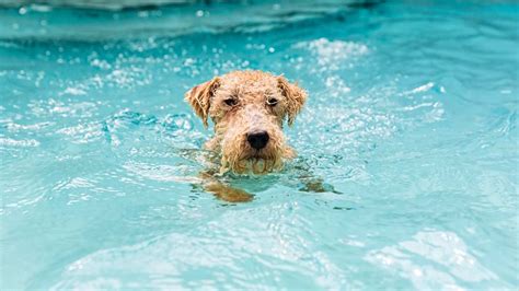 los perros saben nadar