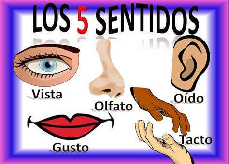 los sentidos en espanol