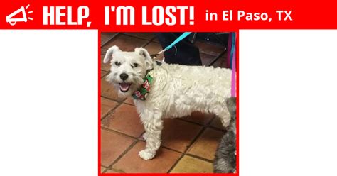 Lost Male Dog in El Paso, TX 79912 Named Thor (ID 5914596) PawBoost