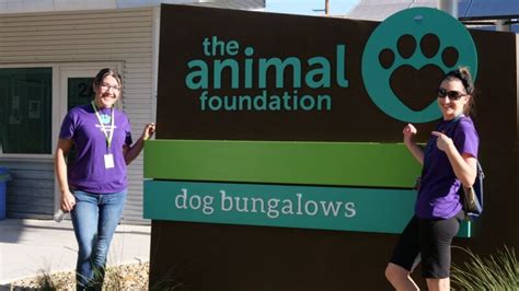 lost and found animal foundation