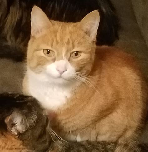 lost cat columbus ohio