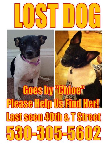 lost dog and cat rescue available dogs