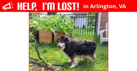 lost dog arlington va