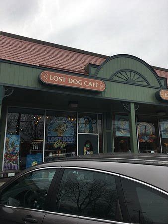 lost dog cafe arlington
