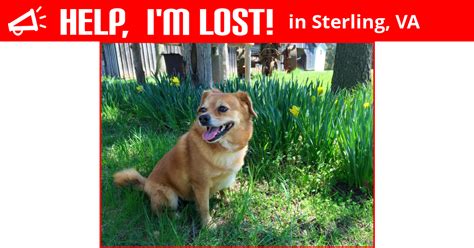 lost dog sterling virginia