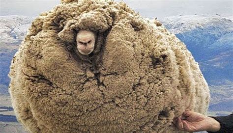 lost sheep found with lots of wool