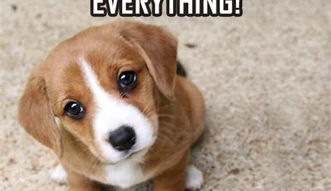 45 Dog Memes That Are Guaranteed To Put You In A Good Mood | Cute funny
