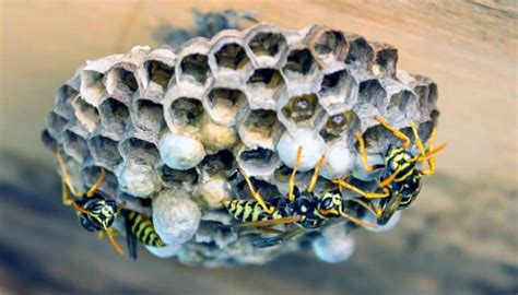 lots of wasps but no nest