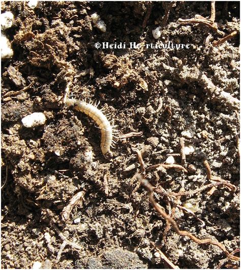 lots of worms in soil