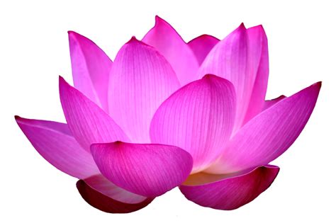 lotus flower clipart png