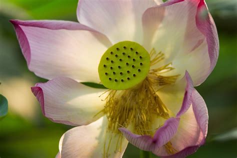Lotus Flower Pod