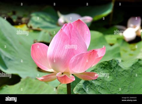 Lotus Flower Side View