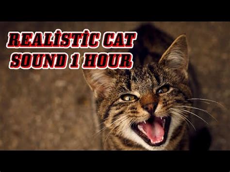 loud cat meowing 1 hour