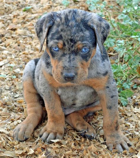 louisiana catahoula leopard dog for sale