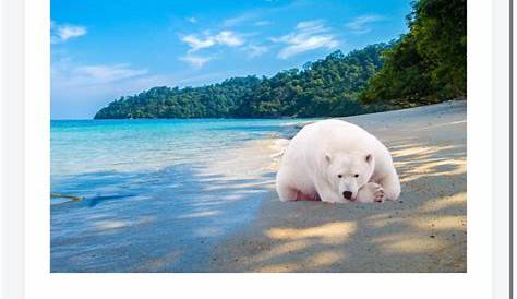 L'ours polaire, une espèce prioritaire | WWF France Le changement