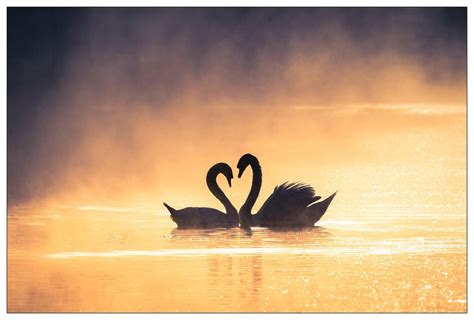 Swans Line Icon, Romance and Love, Swans and Heart Sign, Vector