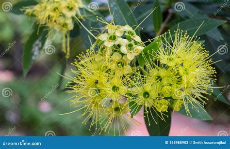 Love At First Sight Flower