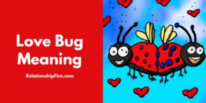 love bug meaning in relationship