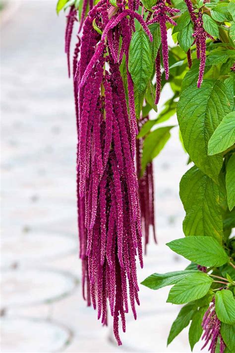 love lies bleeding plant