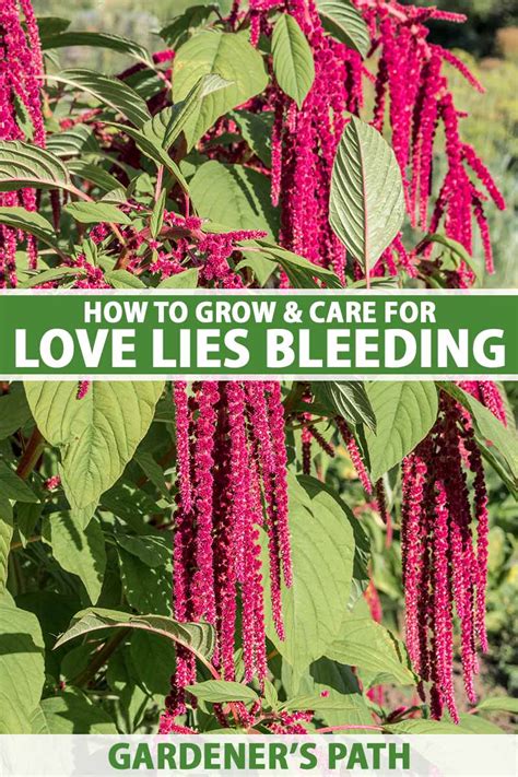 love lies bleeding plant meaning