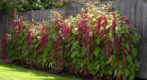 love lies bleeding plant uk