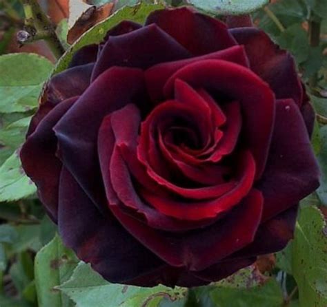 love of magic black rose