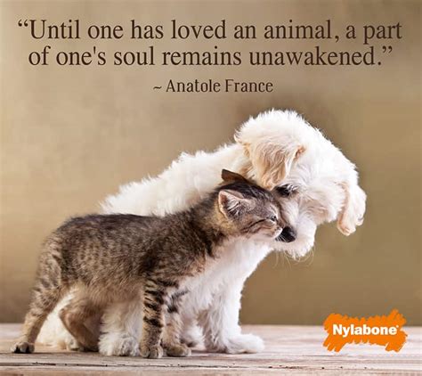 love our pets