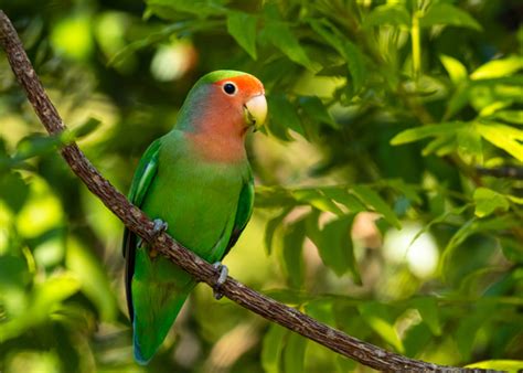 Lovebird