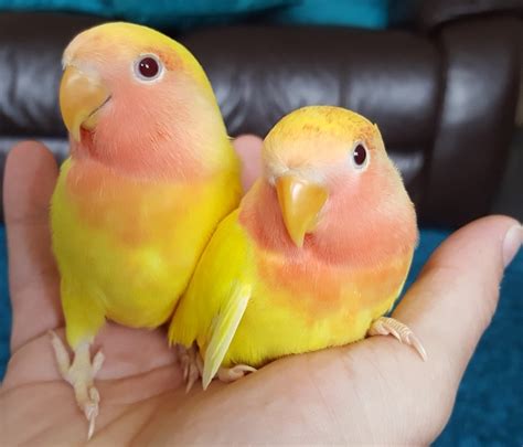 Lovebird Babies