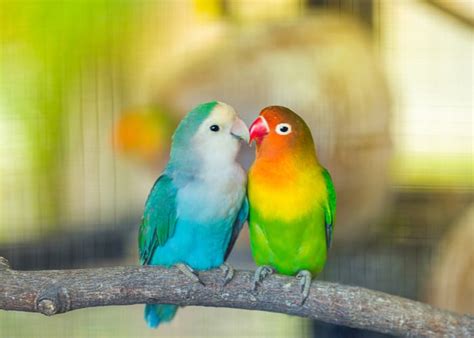 LoveBirds By Name (Fischer's) Lovebird By Nature! Flickr