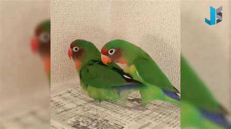 Lovebird Persahabatan dan Kawin Campur
