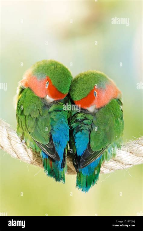 Young lovebird sleeping and chirping YouTube