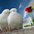 lovely dove bird wallpaper