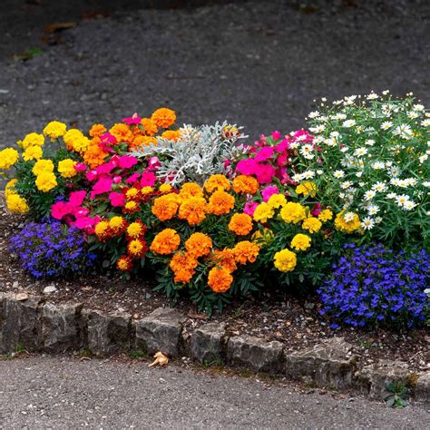 Low Maintenance Annuals For Full Sun