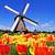 low region known for tulips and windmills