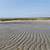 low tide skaket beach