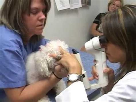 low cost cataract surgery for dogs