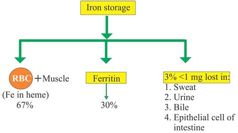 Low Iron Binding High Ferritin