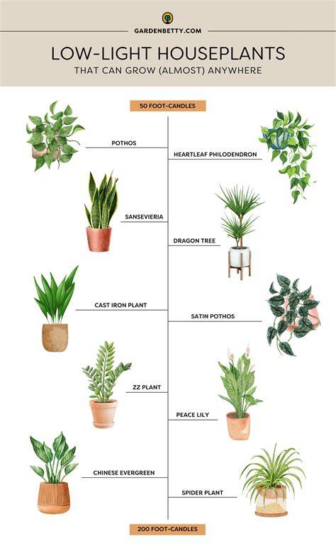 Best Low Light Houseplants Sunset Magazine