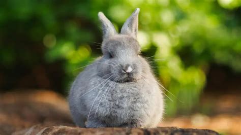 Low Maintenance Bunny Breeds  A Guide For Easy Care