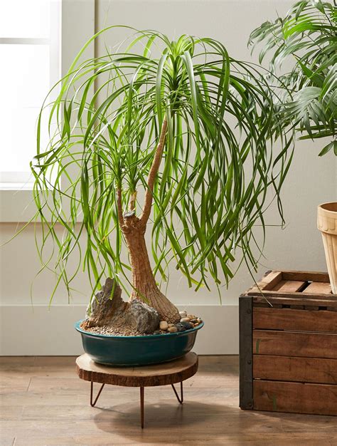 low maintenance indoor plants bonsai