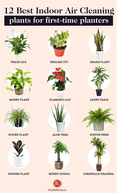 low maintenance indoor plants for clean air