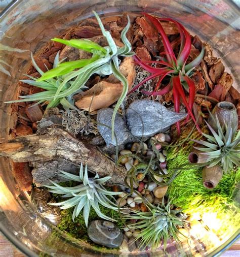 Large Low Maintenance Air Plant Terrarium A Unique Birthday or